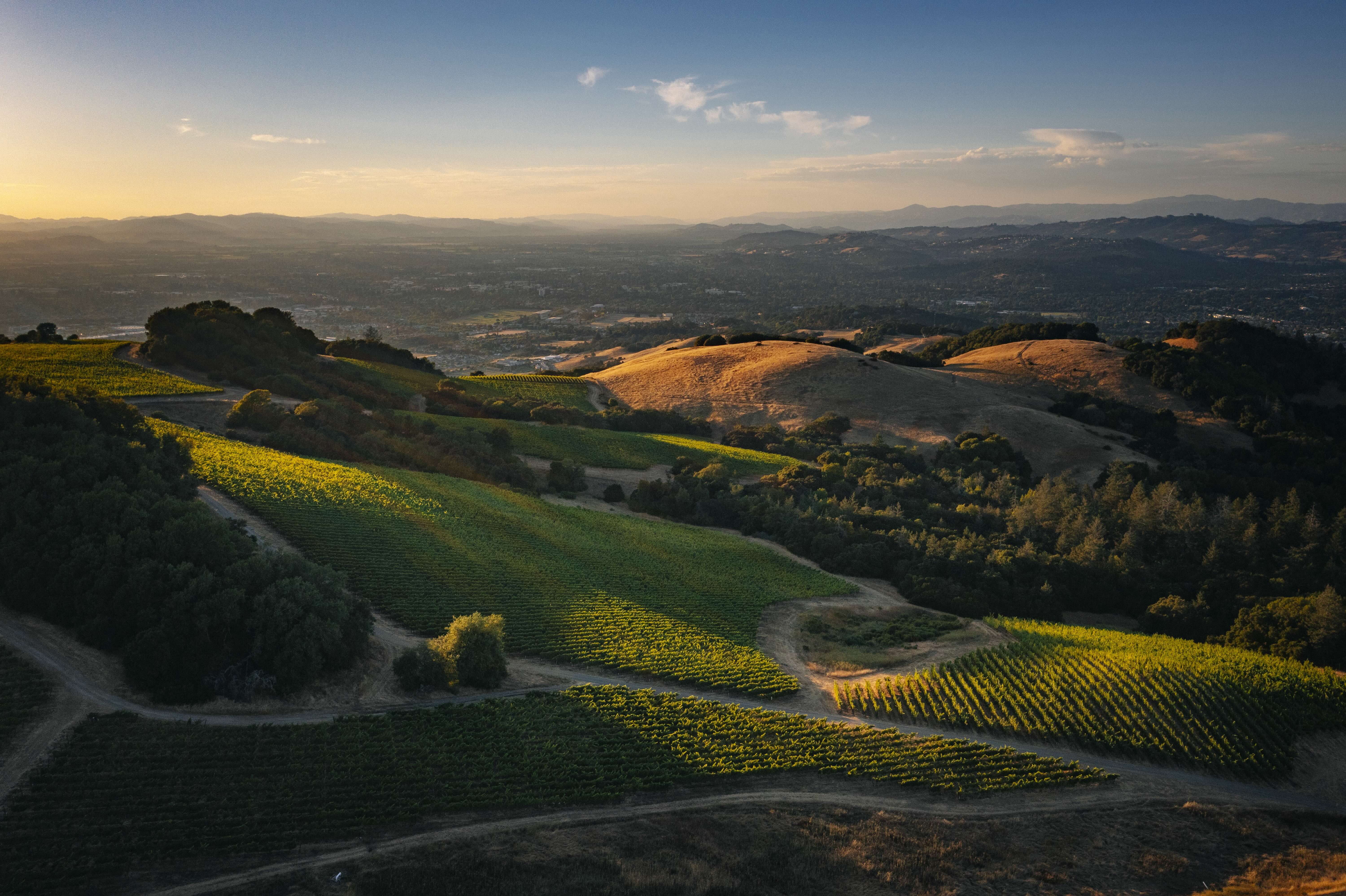 Jackson Park Vineyard, Sonoma County, California